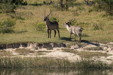 Fototapeta premium Cobe à croissant , Waterbuck, Kobus ellipsiprymnus, Parc national du Pilanesberg, Afrique du Sud
