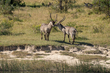 Cobe à croissant , Waterbuck,  Kobus ellipsiprymnus, Parc national du Pilanesberg, Afrique du Sud