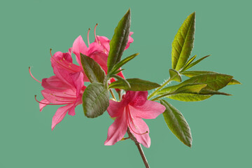 Pink rhododendron flower isolated on green background.