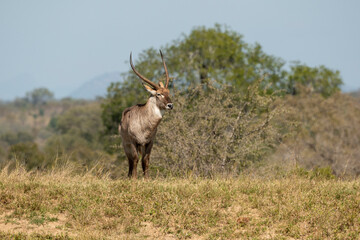 Cobe à croissant , Waterbuck,  Kobus ellipsiprymnus, Parc national du Pilanesberg, Afrique du Sud