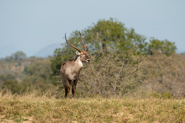 Cobe à croissant , Waterbuck,  Kobus ellipsiprymnus, Parc national du Pilanesberg, Afrique du Sud