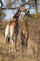 Naklejka na ściany i meble Girafe, adulte et jeune, Giraffa Camelopardalis, Parc national Kruger, Afrique du Sud