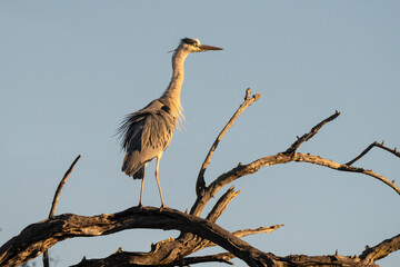 Héron cendré, Ardea cinerea, Grey Heron