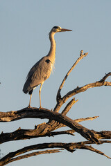 Héron cendré, Ardea cinerea, Grey Heron