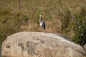 Héron mélanocéphale,..Ardea melanocephala, Black headed Heron, Afrique du Sud