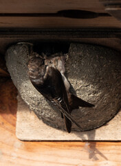 Hirondelle de fenêtre, nid,.Delichon urbicum, Common House Martin