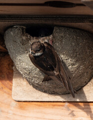 Hirondelle de fenêtre, nid,.Delichon urbicum, Common House Martin © JAG IMAGES