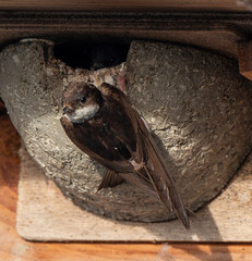 Hirondelle de fenêtre, nid,.Delichon urbicum, Common House Martin © JAG IMAGES