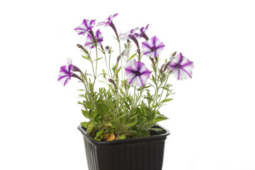 Naklejka na ściany i meble White purple petunia flowers in a pot isolated on white background.