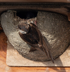 Hirondelle de fenêtre, nid,.Delichon urbicum, Common House Martin © JAG IMAGES