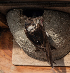 Hirondelle de fenêtre, nid,.Delichon urbicum, Common House Martin © JAG IMAGES