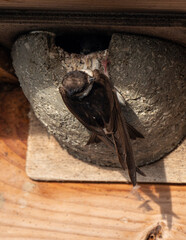 Hirondelle de fenêtre, nid,.Delichon urbicum, Common House Martin