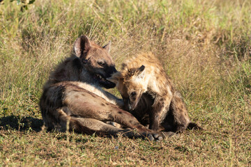 Fototapeta na wymiar Hyène tachetée, jeune, adulte, Crocuta crocuta, Afrique du Sud