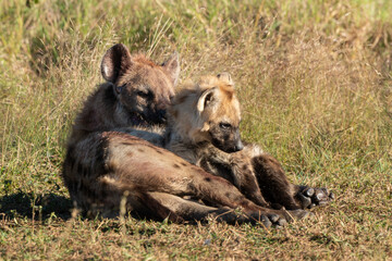 Fototapeta premium Hyène tachetée, jeune, adulte, Crocuta crocuta, Afrique du Sud