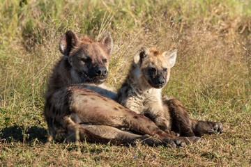 Fototapeta premium Hyène tachetée, jeune, adulte, Crocuta crocuta, Afrique du Sud