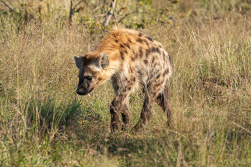 Hy&egrave;ne tachet&eacute;e, jeune, adulte, Crocuta crocuta, Afrique du Sud