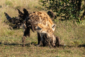 Naklejka na ściany i meble Hyène tachetée, jeune, adulte, Crocuta crocuta, Afrique du Sud