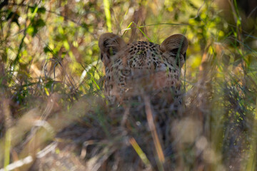 Léopard, Panthère, Panthera pardus, Afrique du Sud