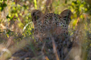 Léopard, Panthère, Panthera pardus, Afrique du Sud
