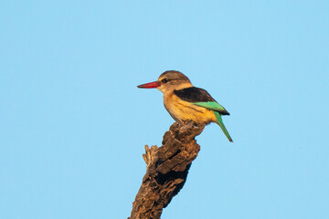 Martin chasseur à tête brune,.Halcyon albiventris, Brown hooded Kingfisher