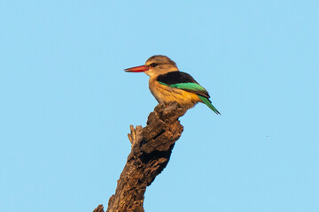 Martin chasseur à tête brune,.Halcyon albiventris, Brown hooded Kingfisher