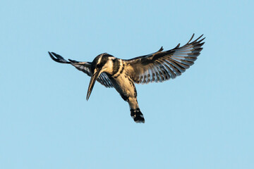 Martin pêcheur pie,.Ceryle rudis, Pied Kingfisher