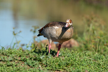Ouette d'Égypte, .Alopochen aegyptiaca, Egyptian Goose, Parc national Kruger, Afrique du Sud