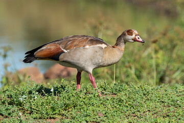Ouette d'Égypte, .Alopochen aegyptiaca, Egyptian Goose, Parc national Kruger, Afrique du Sud