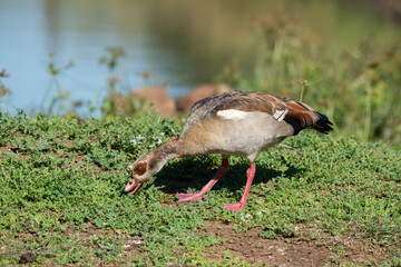 Ouette d'Égypte, .Alopochen aegyptiaca, Egyptian Goose, Parc national Kruger, Afrique du Sud
