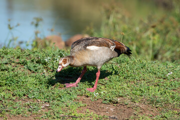 Ouette d'Égypte, .Alopochen aegyptiaca, Egyptian Goose, Parc national Kruger, Afrique du Sud