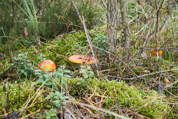 muchomor czerwony , Amanita muscaria , grzyb , las	