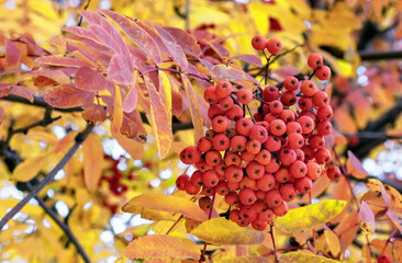 Berries of red rowan against the background of autumn foliage. Rowan branch with ripe fruits.