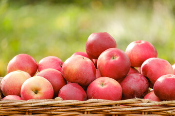 ripe red apples in a wicker basket close-up in nature