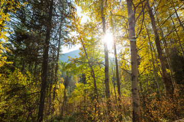 Fototapeta premium Autumn forest