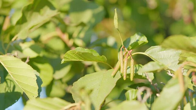 Common alder, black alder or european alder. Catkins and seed on alder tree or alnus mill in summer. Bokeh.