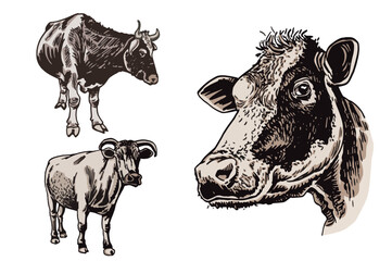Vector color  set  of cows isolated on white background, cattles. Graphical illustration