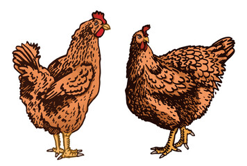 Vector color two hens standing isolated on white background,farm birds