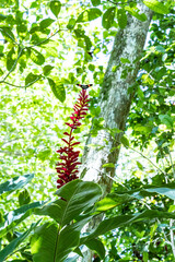 butterfly landing on flower, Costa Rica