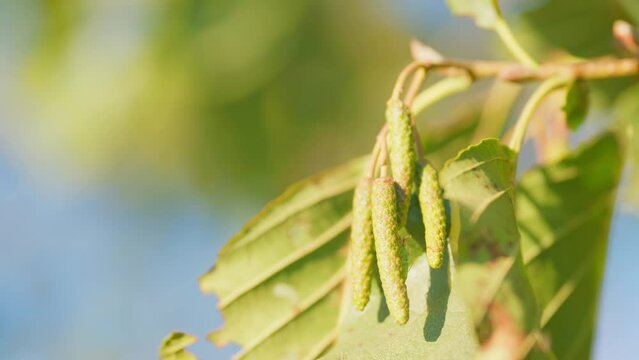 Branch of alnus glutinosa. Female alder or alnus catkins swaying and trembling in wind. Close up.