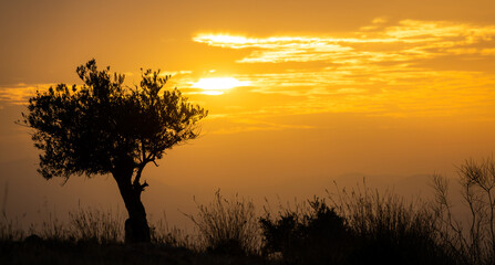 Plakat silhouette of a olive tree at sunset