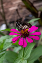 monarch butterfly perch on pink zinnia flower