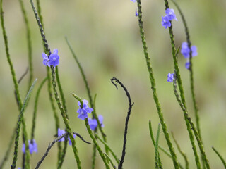 Fototapeta premium Flowers in the field