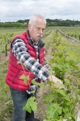 vintner in straw hat examining the grapes during the vintage