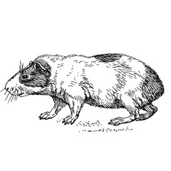 Illustrations animaux dessin noir et blanc ancien
