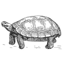 Illustrations animaux dessin noir et blanc ancien