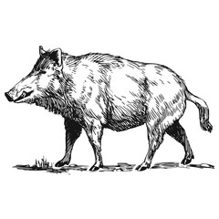 Illustrations animaux dessin noir et blanc ancien