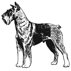 Illustrations animaux dessin noir et blanc ancien