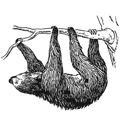 Illustrations animaux dessin noir et blanc ancien © Stéphanie