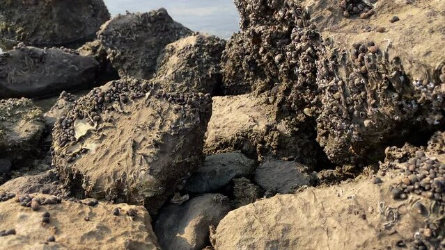Common periwinkle snail Littorina littorea and barnacles on seaside rocks