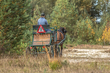 Equestrian horse driving: Portrait of a bay brown draft horse pulling a horse buggy in front of an autumnal landscape